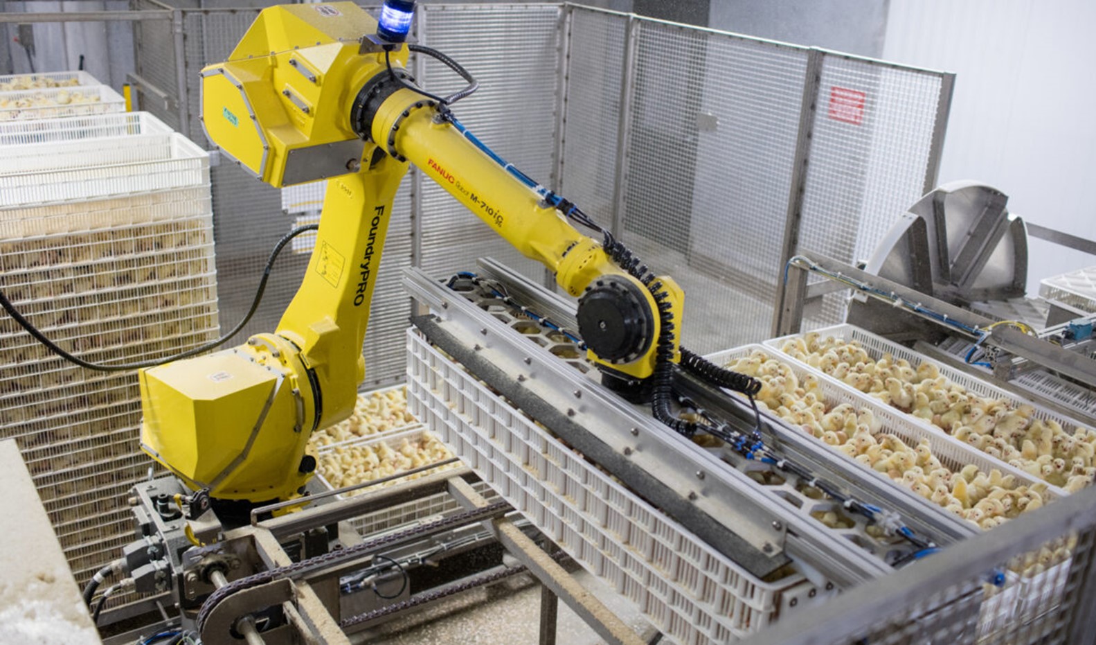 poultry industry.jpg